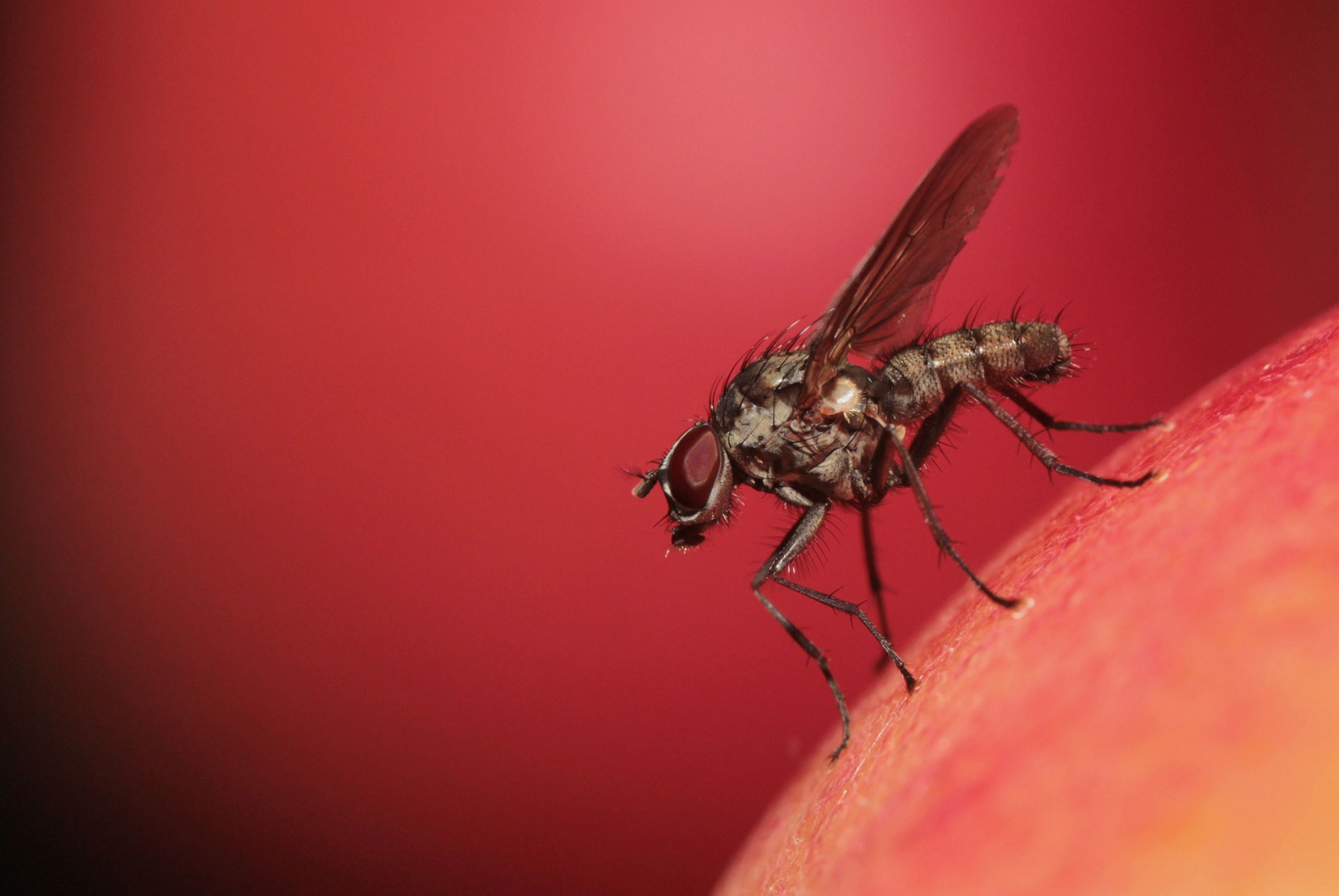 Fliege auf Apfel