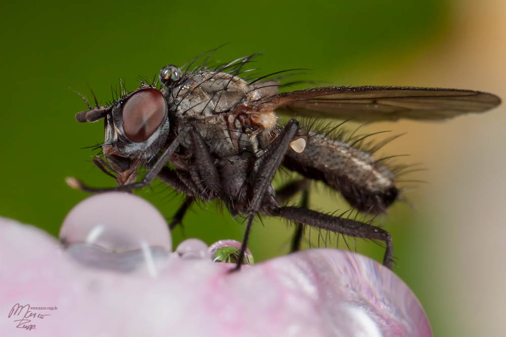 Fliege auf Apfelbaum