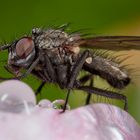 Fliege auf Apfelbaum