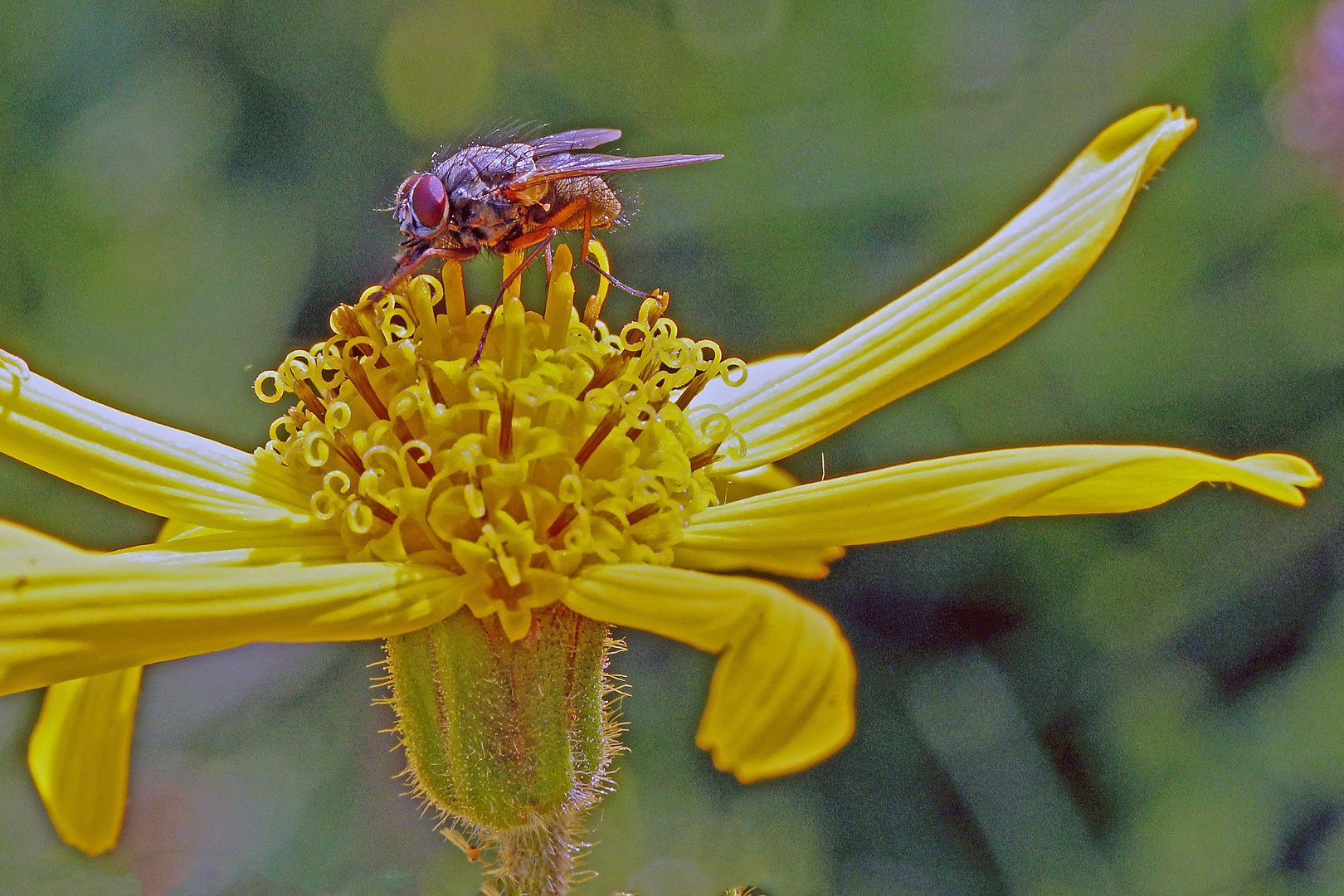 Fliege auf Arnika (Arnica montana)