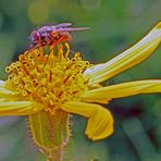 Fliege auf Arnika (Arnica montana)