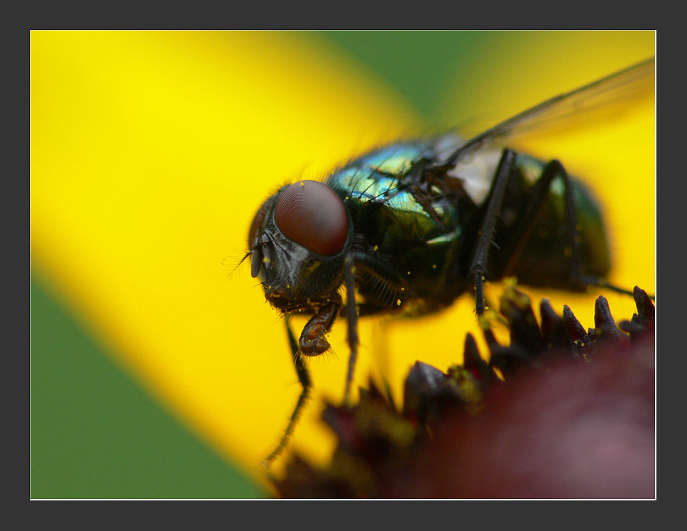 Fliege auf Aster