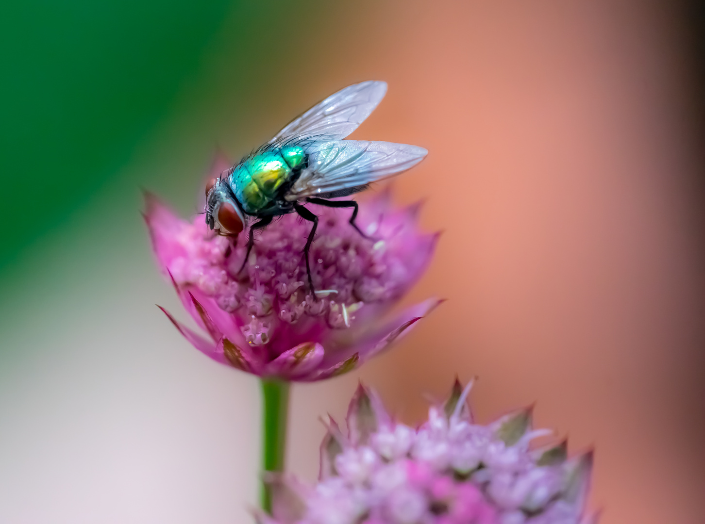 Fliege auf Astrantia