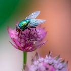 Fliege auf Astrantia