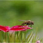 Fliege auf Bartnelke