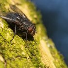 Fliege auf Baumrinde mit Flechten