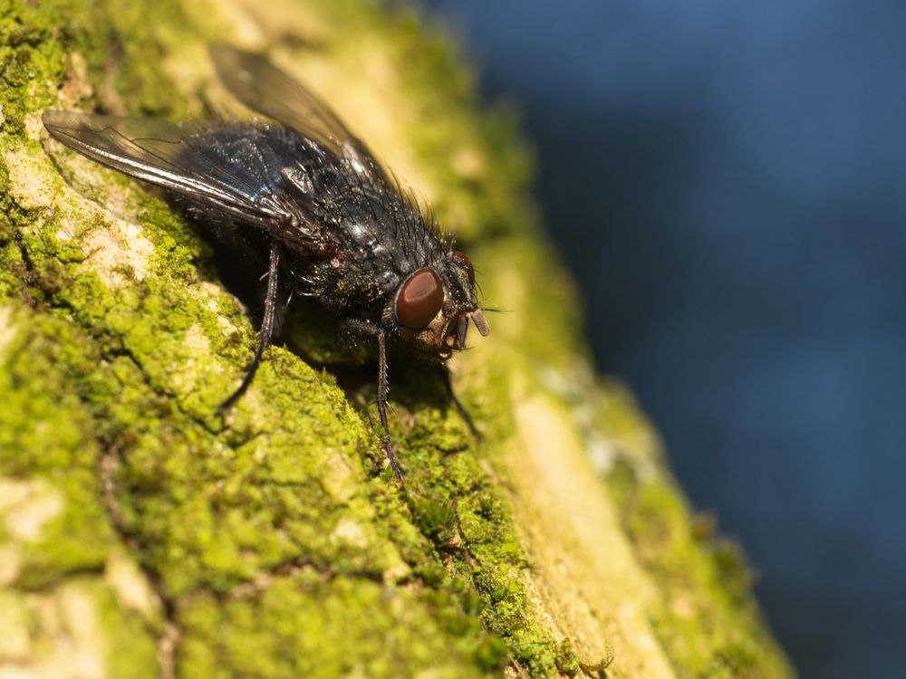 Fliege auf Baumrinde mit Flechten