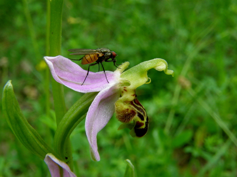 FLIEGE AUF BIENENRAGWURZ