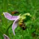 FLIEGE AUF BIENENRAGWURZ