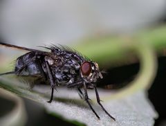 Fliege auf Blatt