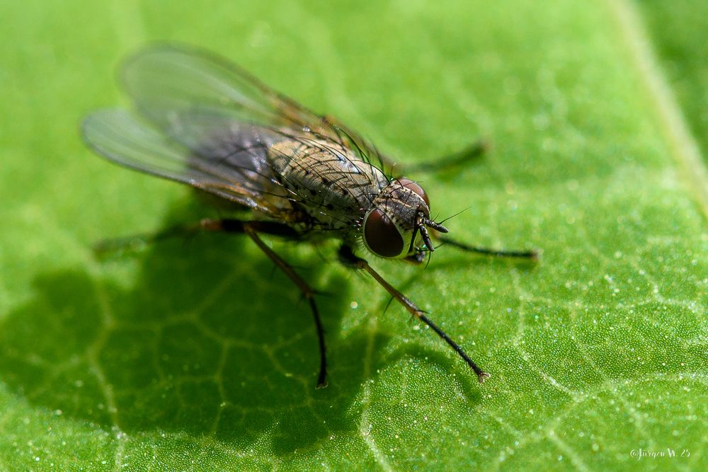 Fliege auf Blatt