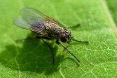 Fliege auf Blatt