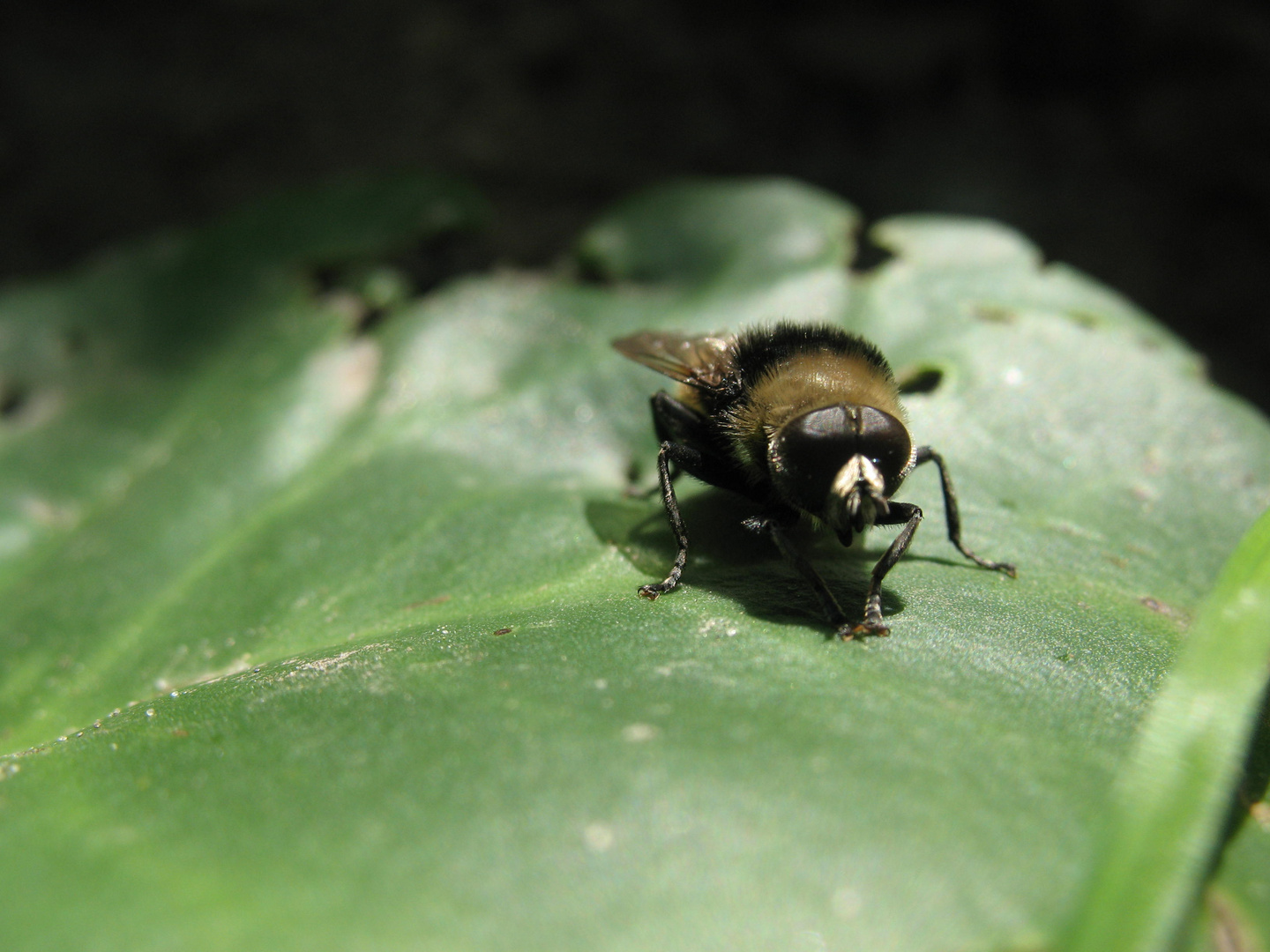 Fliege auf Blatt