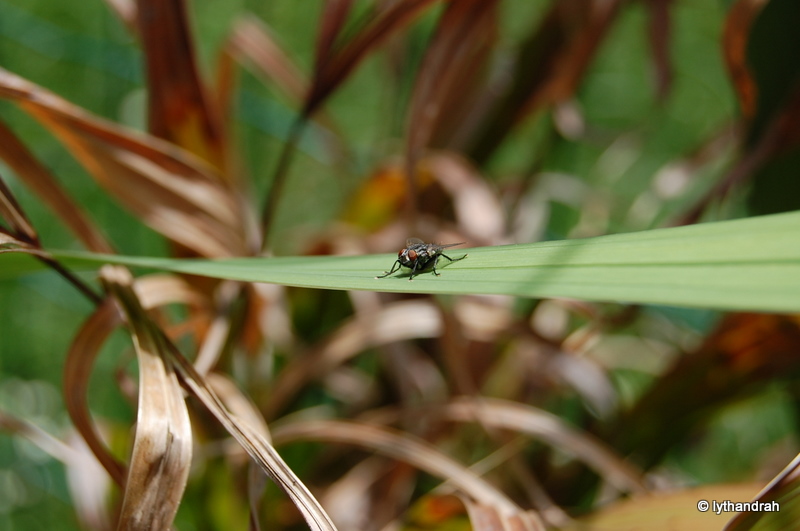 Fliege auf Blatt