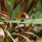 Fliege auf Blatt