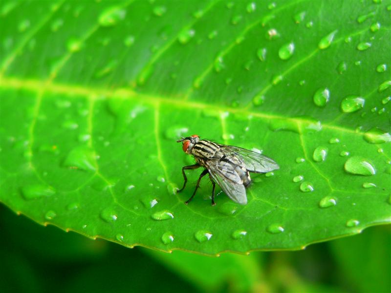 Fliege auf Blatt