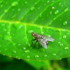 Fliege auf Blatt