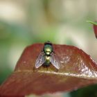 Fliege auf Blatt