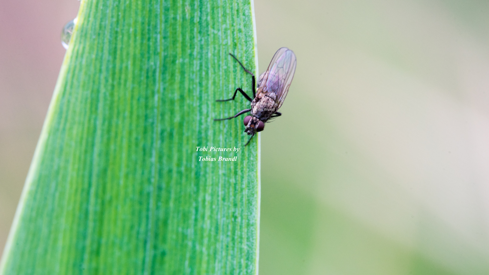 Fliege auf Blatt