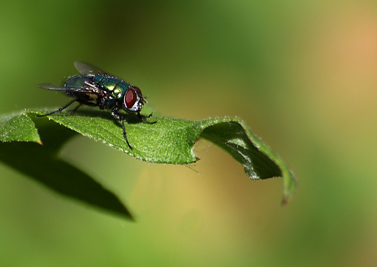 Fliege auf Blatt