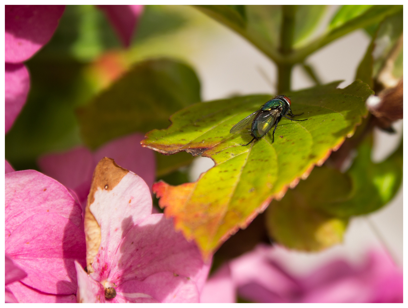 Fliege auf Blatt