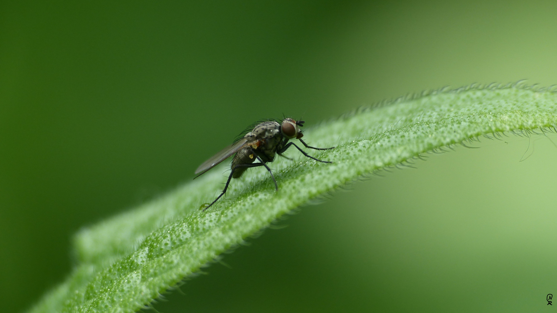 Fliege auf Blatt