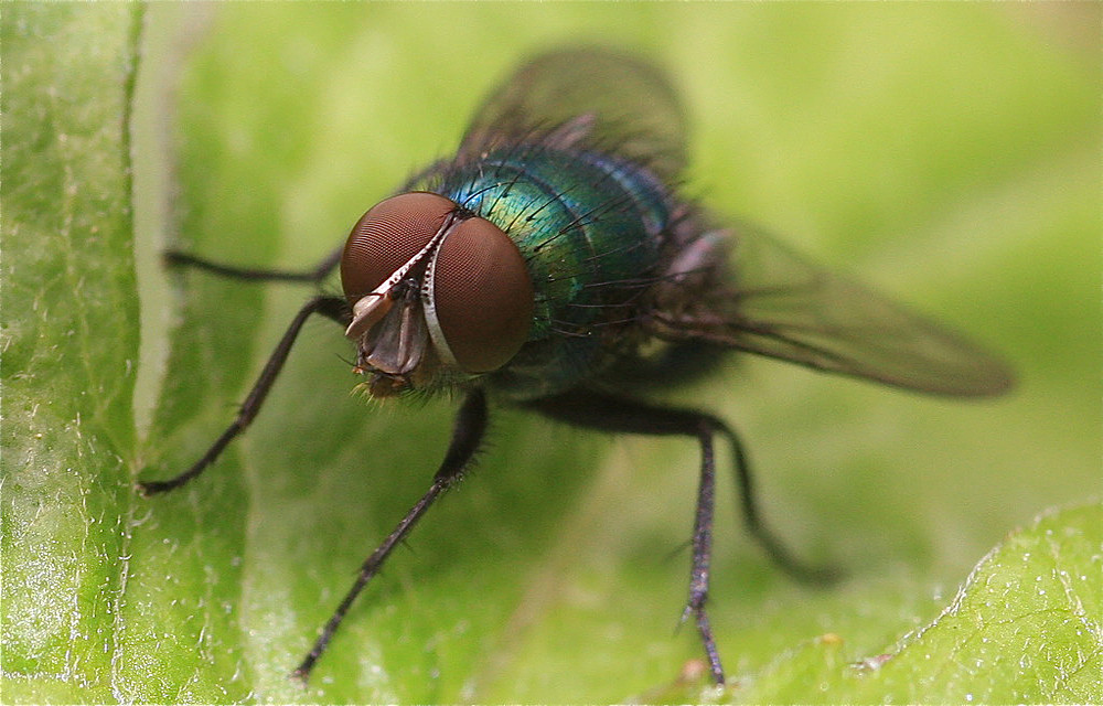 Fliege auf Blatt