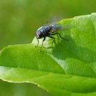 fliege auf blatt