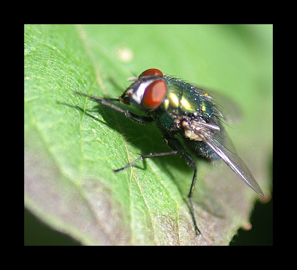 Fliege auf Blatt