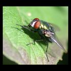 Fliege auf Blatt