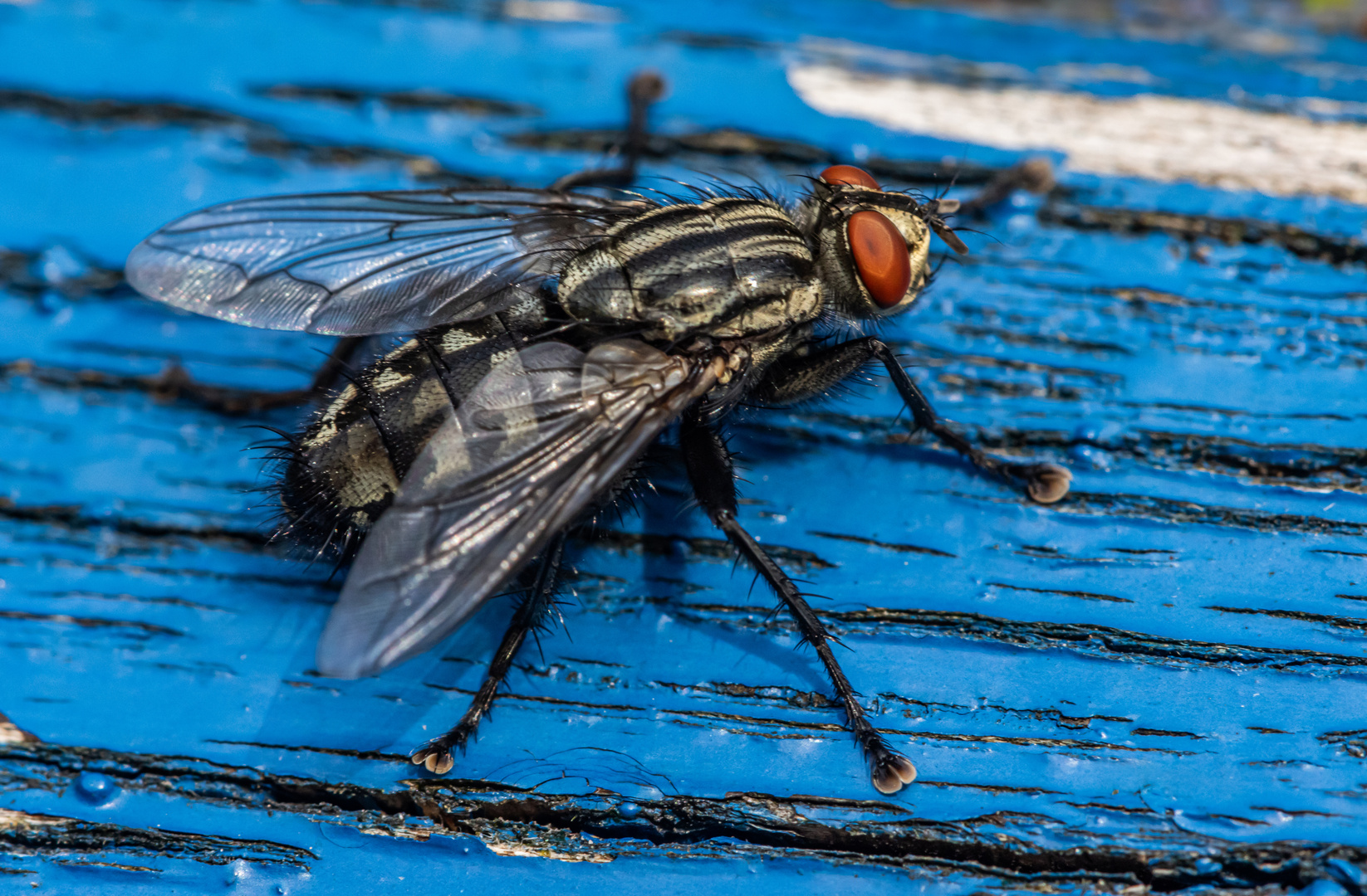 Fliege auf Blau