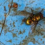 Fliege auf blauem Grund