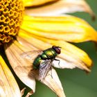 Fliege auf Blüte