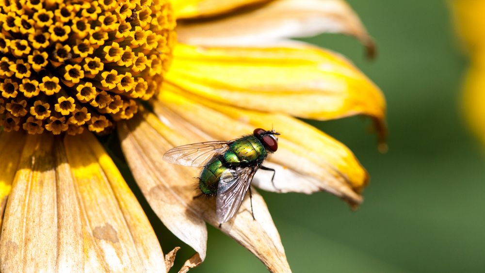 Fliege auf Blüte