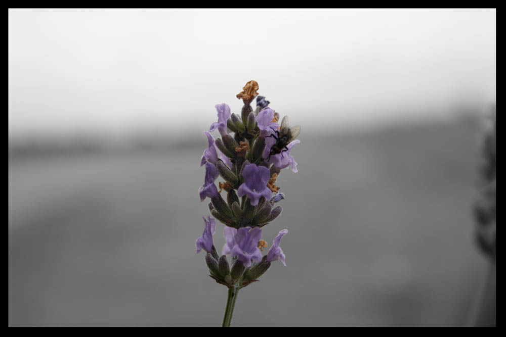 Fliege auf Blüte