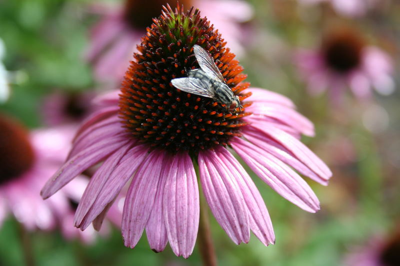 Fliege auf Blüte