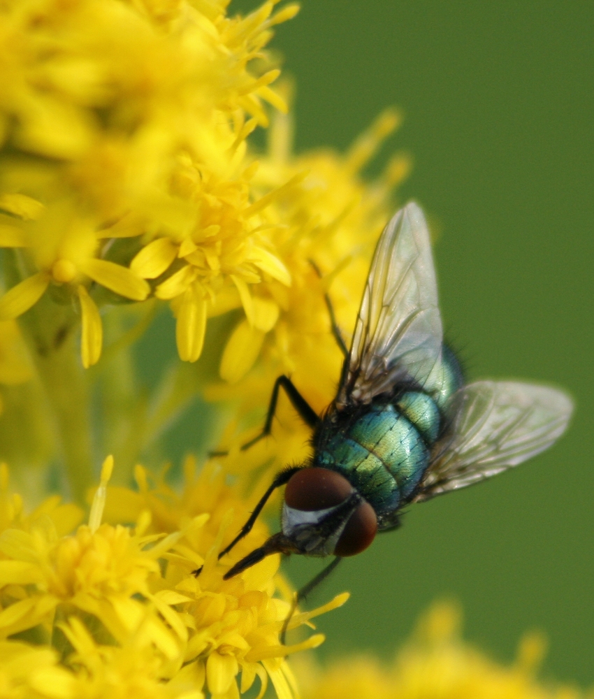 Fliege auf Blüte