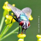 Fliege auf Blüte