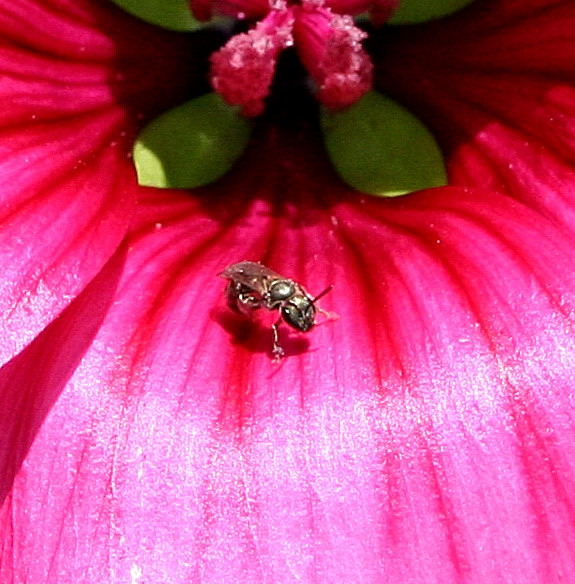 Fliege auf Blüte