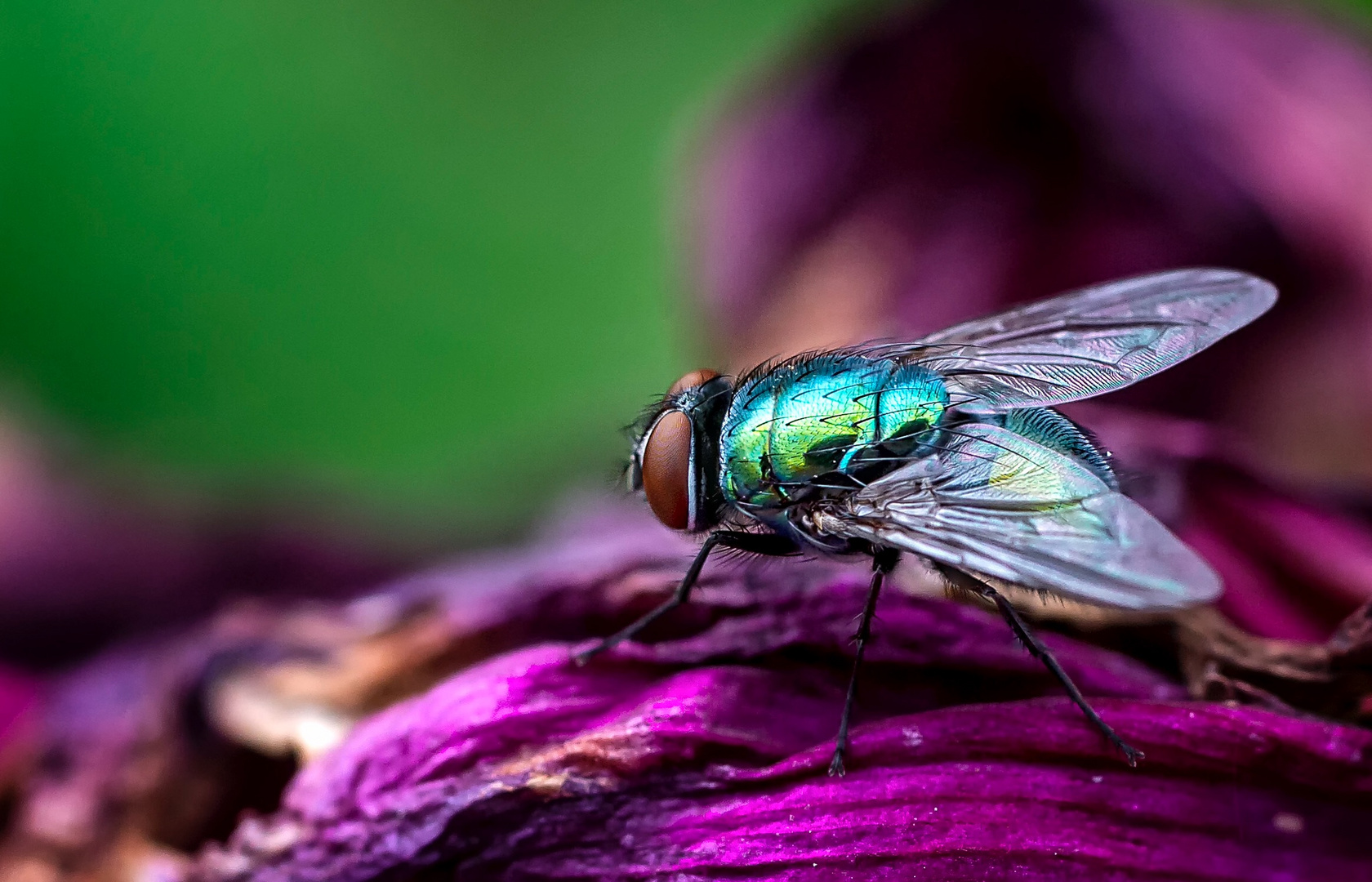 Fliege auf Blüte 