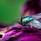 Fliege auf Blüte 