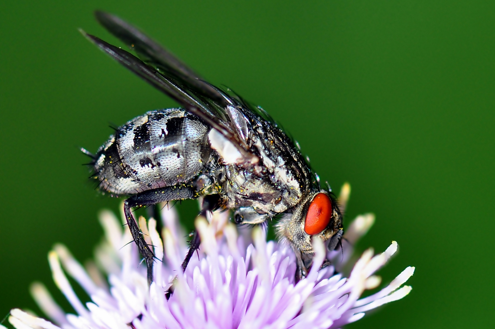 Fliege auf Blüte