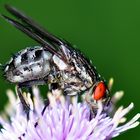 Fliege auf Blüte