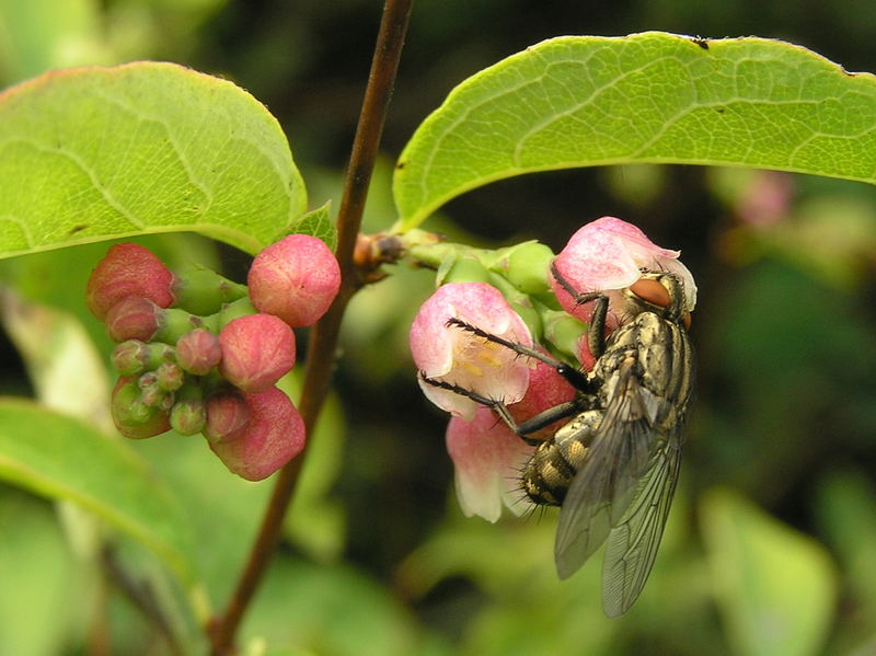 " Fliege auf Blüte "