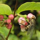 " Fliege auf Blüte "