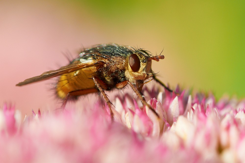 Fliege auf Blüte