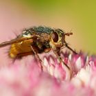 Fliege auf Blüte