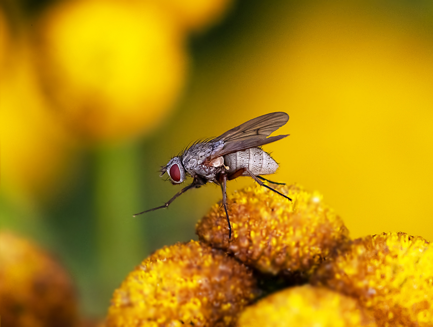 Fliege auf Blüte