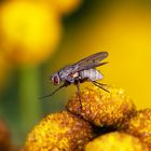 Fliege auf Blüte