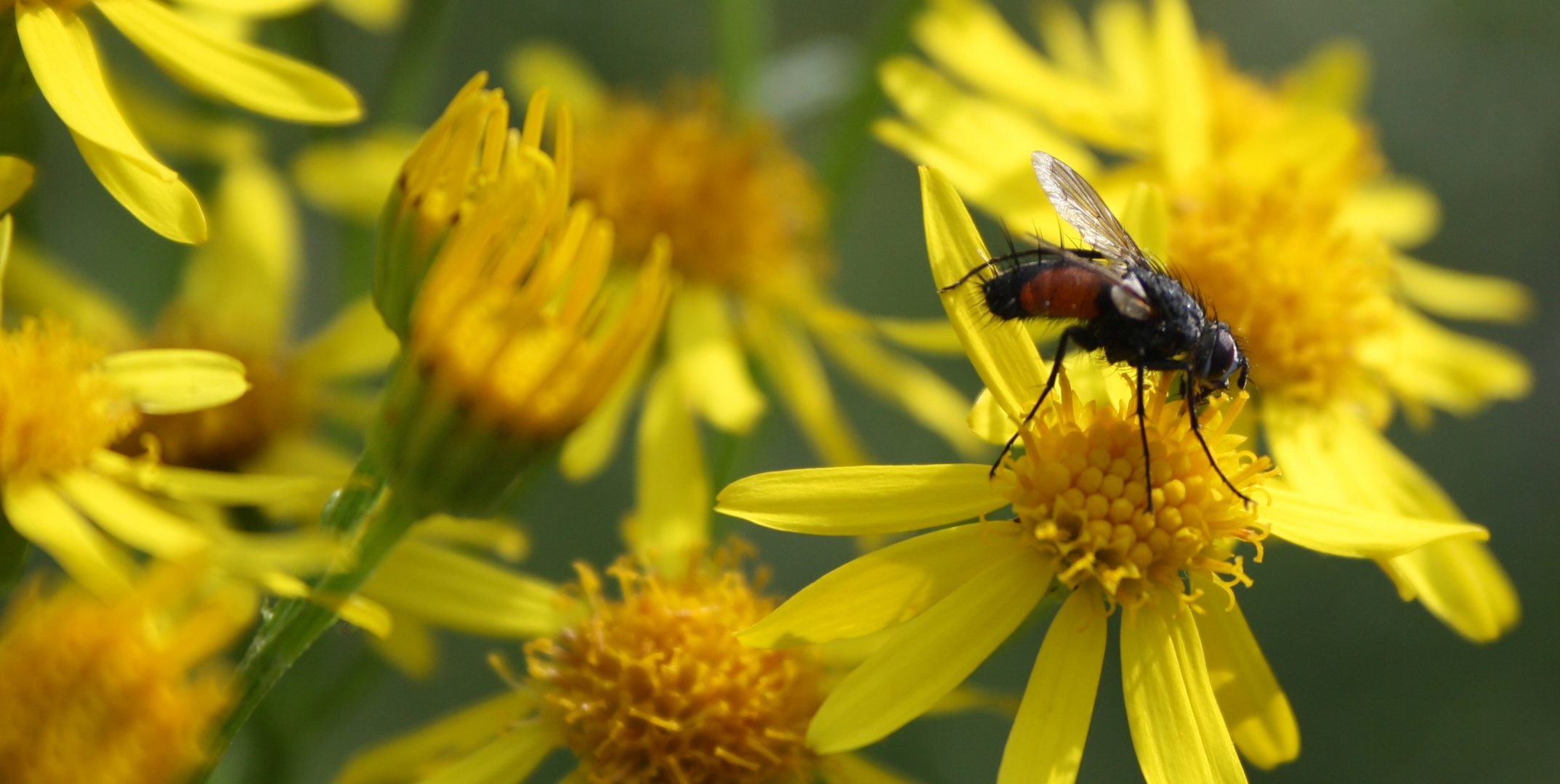 Fliege auf Blüte